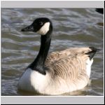 Branta canadensis - Kanadagans 13.jpg